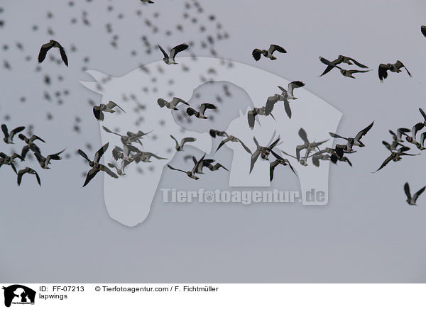 Kiebitze / lapwings / FF-07213