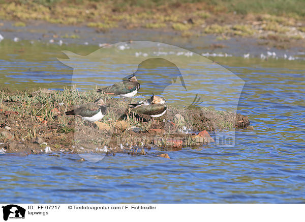 Kiebitze / lapwings / FF-07217