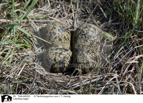 Kiebitz Gelege / Lapwing eggs / THA-08053