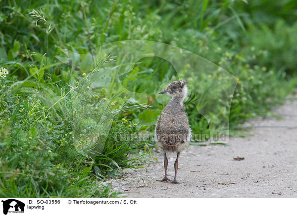 Kiebitz / lapwing / SO-03556