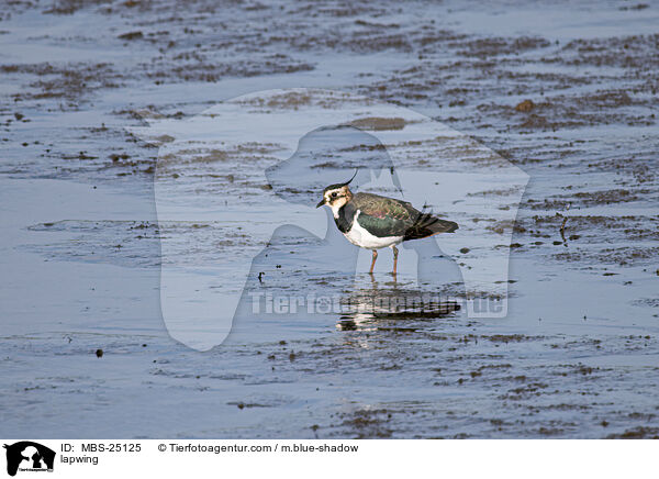 Kiebitz / lapwing / MBS-25125