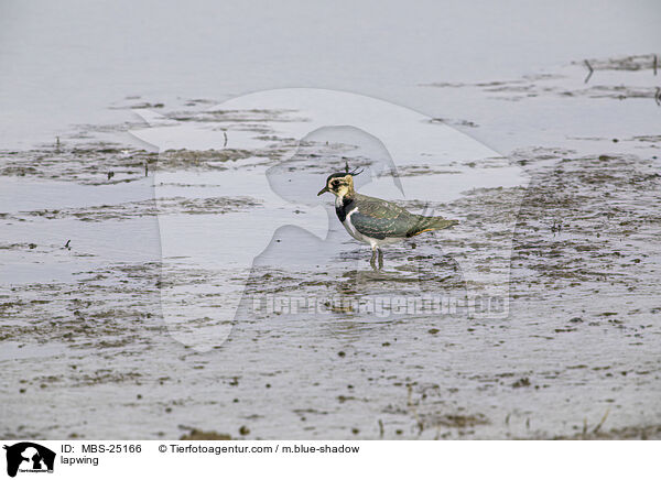 Kiebitz / lapwing / MBS-25166