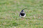 lapwing