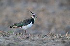 lapwing