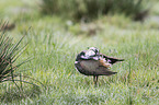 lapwing