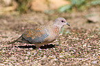 laughing dove