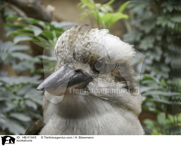 kookaburra / HB-01945