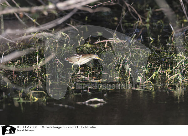 Amerikanische Zwergdommel / least bittern / FF-12508