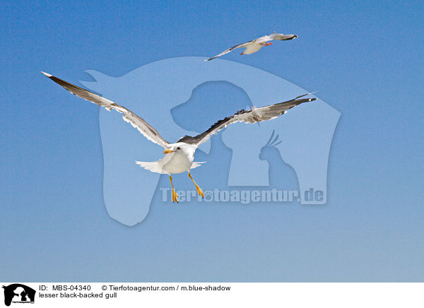 lesser black-backed gull / MBS-04340