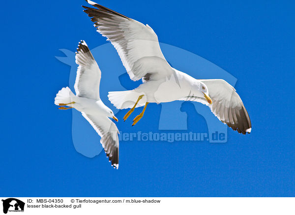 lesser black-backed gull / MBS-04350