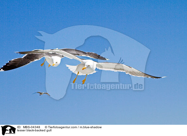 lesser black-backed gull / MBS-04348