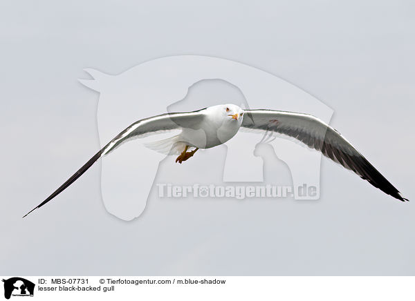 lesser black-backed gull / MBS-07731