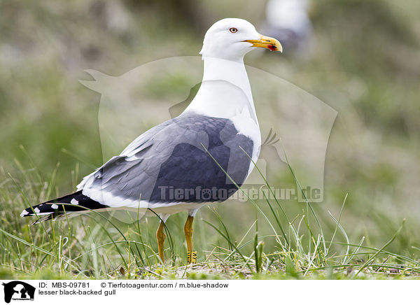 Heringsmwe / lesser black-backed gull / MBS-09781