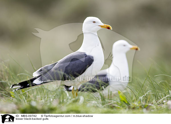 Heringsmwen / lesser black-backed gulls / MBS-09782