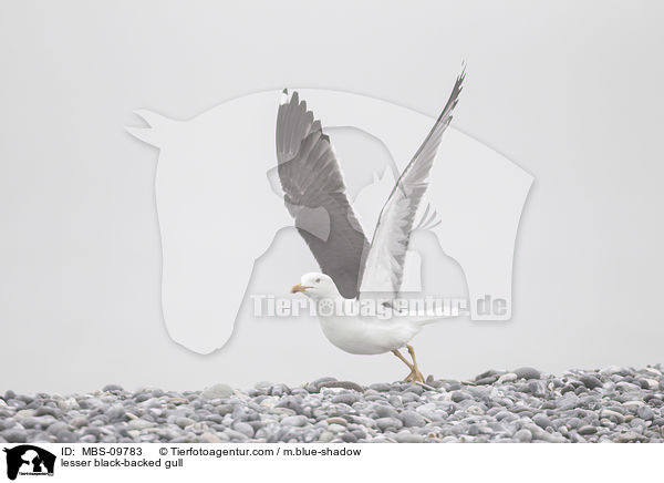 Heringsmwe / lesser black-backed gull / MBS-09783