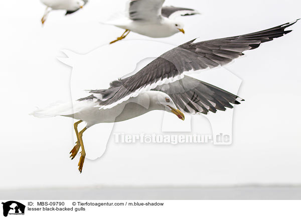 lesser black-backed gulls / MBS-09790