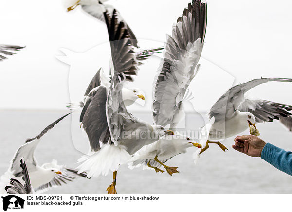 lesser black-backed gulls / MBS-09791