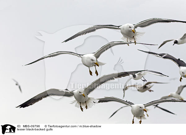 Heringsmwen / lesser black-backed gulls / MBS-09796