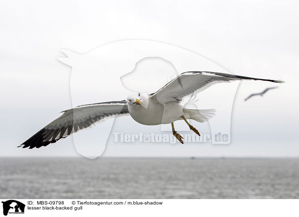 Heringsmwe / lesser black-backed gull / MBS-09798