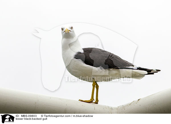 lesser black-backed gull / MBS-09803