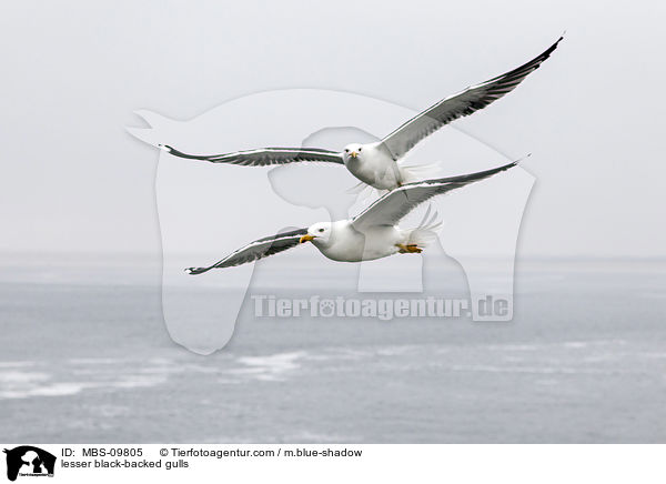 lesser black-backed gulls / MBS-09805