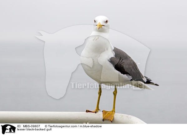 lesser black-backed gull / MBS-09807