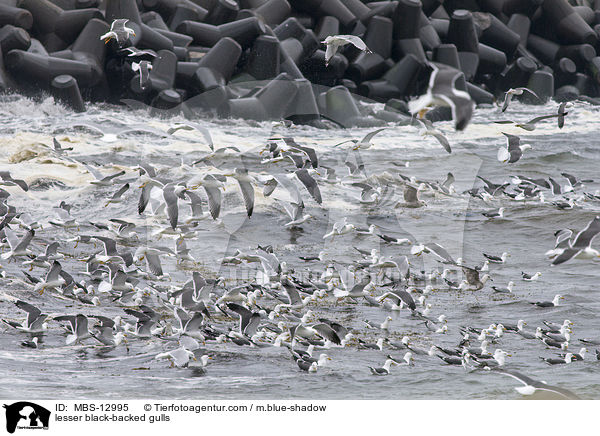 lesser black-backed gulls / MBS-12995