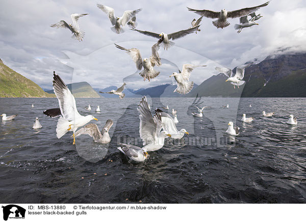 Heringsmwen / lesser black-backed gulls / MBS-13880