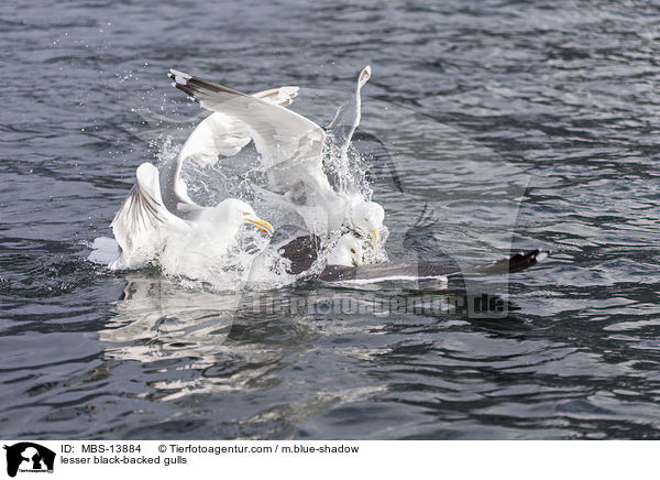 lesser black-backed gulls / MBS-13884