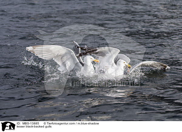 lesser black-backed gulls / MBS-13885