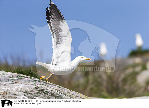 Heringsmwe / lesser black-backed gull / MBS-13902