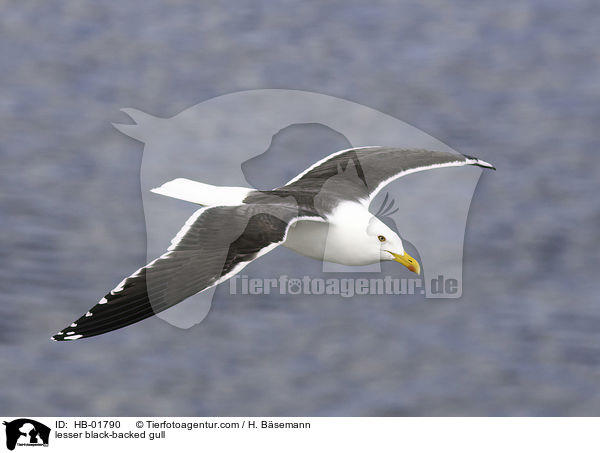 lesser black-backed gull / HB-01790