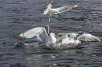 lesser black-backed gulls