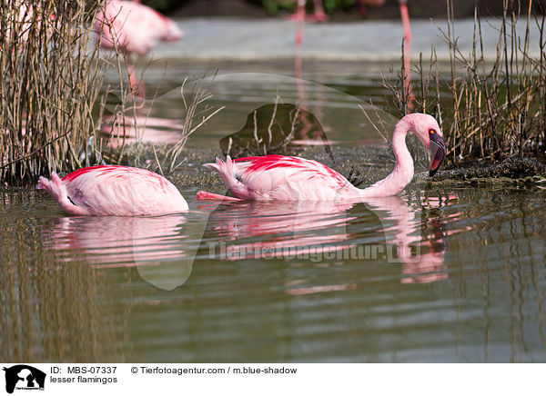 lesser flamingos / MBS-07337