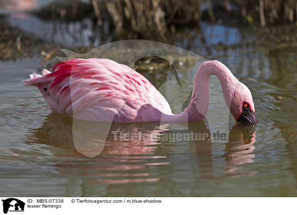 Zwergflamingo / lesser flamingo / MBS-07338