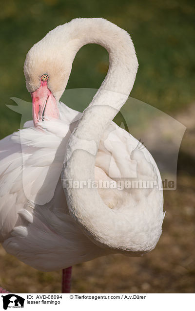 Zwergflamingo / lesser flamingo / AVD-06094