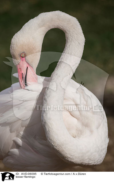 Zwergflamingo / lesser flamingo / AVD-06095