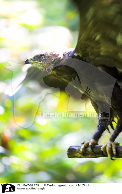 Schreiadler / lesser spotted eagle / MAZ-02179