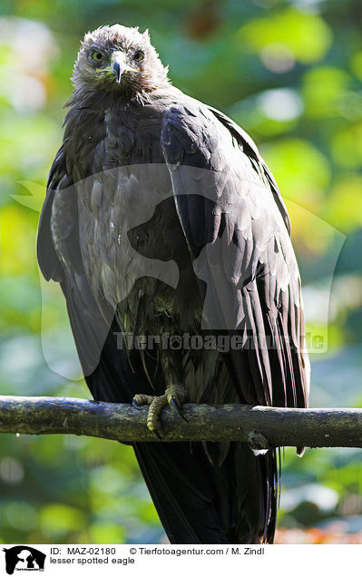 Schreiadler / lesser spotted eagle / MAZ-02180