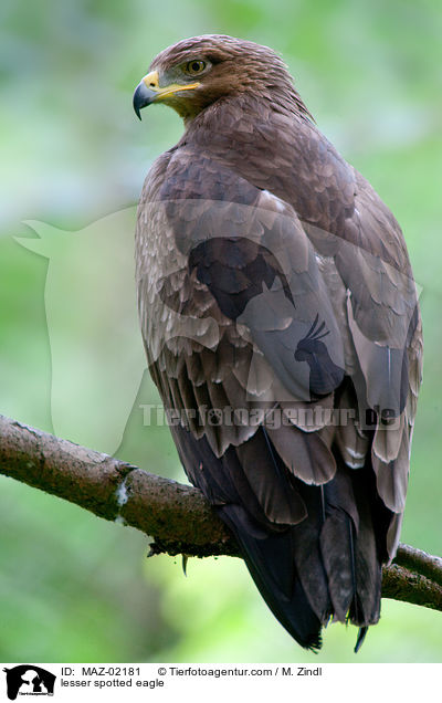 Schreiadler / lesser spotted eagle / MAZ-02181