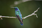 lesser violetear