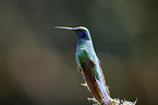 lesser violetear