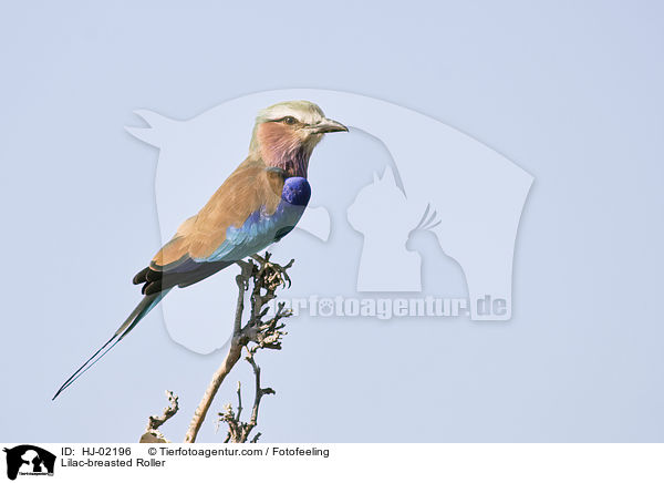 Gabelracke / Lilac-breasted Roller / HJ-02196