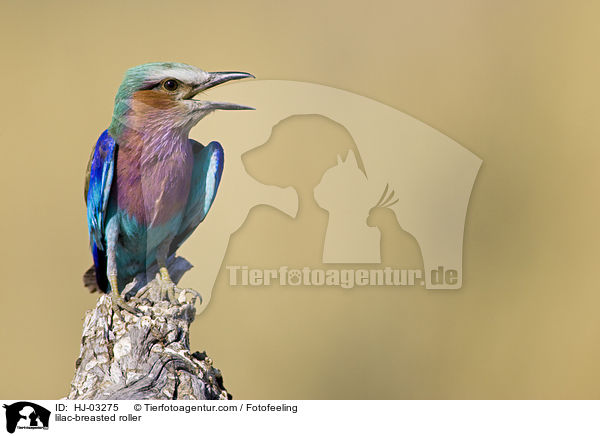 lilac-breasted roller / HJ-03275
