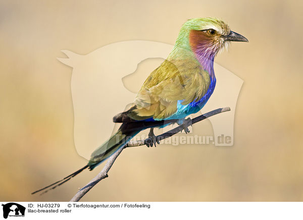 Gabelracke / lilac-breasted roller / HJ-03279