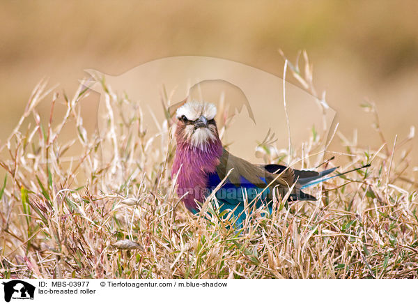 lac-breasted roller / MBS-03977