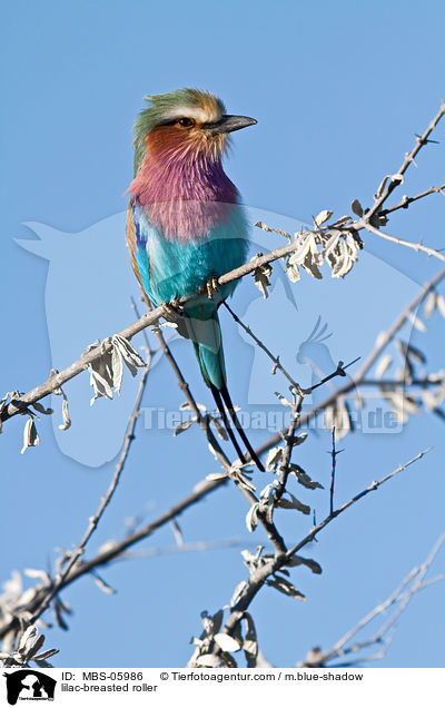 lilac-breasted roller / MBS-05986