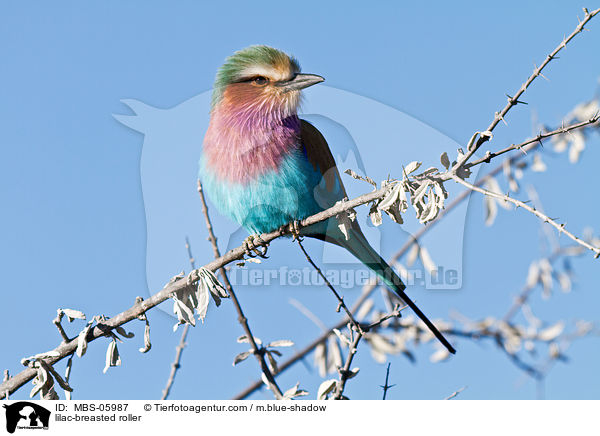 lilac-breasted roller / MBS-05987