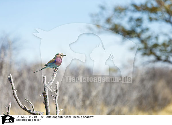 lilac-breasted roller / MBS-11210