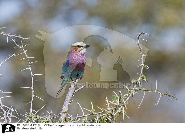 lilac-breasted roller / MBS-11216